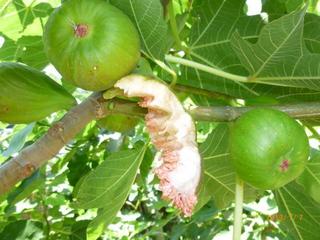 害虫防除 いちじく栽培でのカミキリムシの予防 対策は 幼虫の駆除がポイント イチジク好きの いちじくレシピ 食べ方 無花果の育て方 栽培方法
